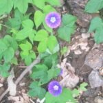 Buy Ipomoea tricolour, chatru plant, wealth attract plant - 
Herbal Live plant online shopping for sale