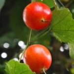 Buy Trichosanthes tricuspidata, Mahakal, Indrayan, Kakanasa, 
Shvetpushpi, Dhvamksanasa, korattai, குறட்டை - 
Herbal Live plant online shopping for sale