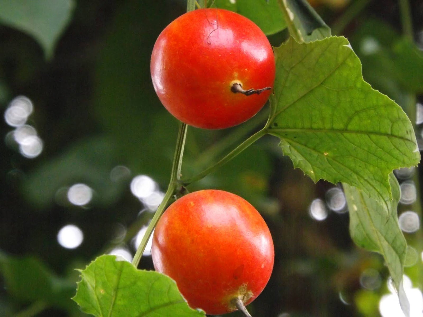 ML-1252-mahakal-1.jpg Buy Trichosanthes tricuspidata, Mahakal, Indrayan, Kakanasa,
Shvetpushpi, Dhvamksanasa, korattai, குறட்டை -
Herbal Live plant online shopping for sale - Image 1