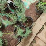 Buy salvia rosmarinus, rosemary - Live plant online shopping for 
sale