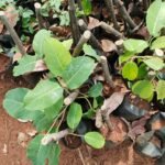 Buy Ficus tsjakela, Ficus tsjahela, karal fig, south indian fig, 
पिलखन, Pilkhan, Kapitanah, Plaksah - Live plant online 
shopping for sale