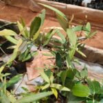 Buy Heritiera littoralis, Looking Glass Mangrove, Sundarban 
mangrove, tulip mangrove, सुंदरी, sundari, 
சொன்முந்திரி, sonmundhiri, 
கண்ணாடியிலை - Live plant online shopping 
for sale