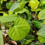 Buy Anamirta coculus, kaka kolli vidhai, kaka kollivirai, 
kakamari, penkolli, காக்கை கொல்லி 
விதை - online shopping for sale