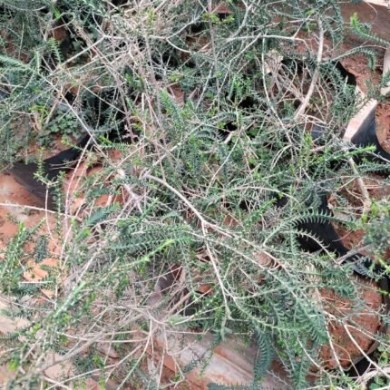 Buy Leptospermum polygalifolium plant live specimen showing fine foliage