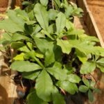 Buy wild guava, Careya arborea, कुम्भी, Kumbhi, 
कालिंदी, Kalindi, kattu koiya, காட்டு 
கொய்யா - Herbal live plant online shopping for sale