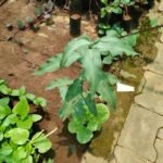 Buy persicaria llapathifolia, polygonum lapathifolium, pale 
knotweed, thanga aatralari, தங்க ஆற்றலறி - 
Medicinal live plant online shopping for sale