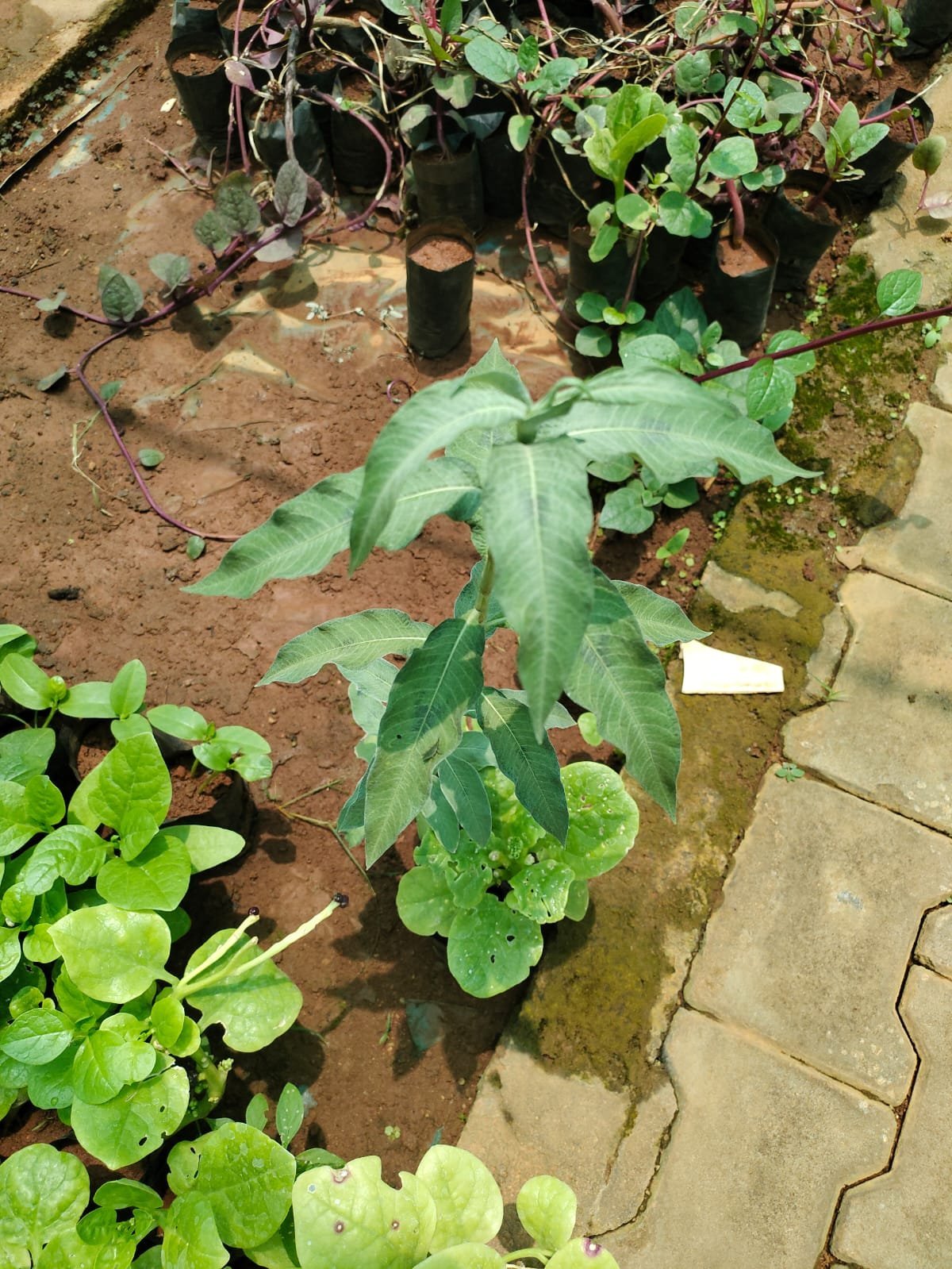 ML-1272-polygonum-lapathifolium-2.jpg Buy persicaria llapathifolia, polygonum lapathifolium, pale
knotweed, thanga aatralari, தங்க ஆற்றலறி -
Medicinal live plant online shopping for sale - Image 1