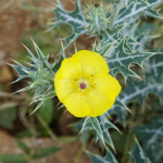 Buy argemone mexicana - white flower, mexican prickly poppy, 
brahma thandu - vellaipoo, பிரம்மதண்டு - 
Medicinal live plant online shopping for sale