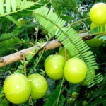Buy Indian gooseberry - Bharani, Phyllanthus emblica, emblica 
officinalis, Nelli, malainelli, மலை 
நெல்லிக்காய் - Live plant online shopping 
for sale