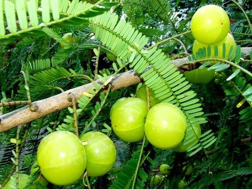 ML-1278-phyllanthus-emblica-3.png Buy Indian gooseberry - Bharani, Phyllanthus emblica, emblica
officinalis, Nelli, malainelli, மலை
நெல்லிக்காய் - Live plant online shopping
for sale - Image 1