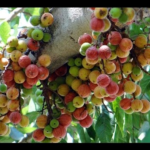 Buy Gular, Cluster fig - Krithika karthikai, ficus racemosa, 
atthi - live plant online shopping for sale