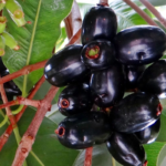 Buy Jamun tree - Rohini, syzygium cumini, naval - Live plant 
online shopping for sale