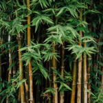 Buy Bambusa arundinacea - punavashu, punarpoosam, bamboo, 
Moongil, bongu - live plant online shopping for sale