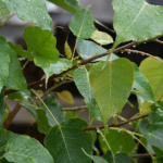 Buy Peepal, holy fig tree, peepul, sacred fig tree - Online 
shopping for sale