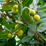 Alexandrian laurel balltree, beach touriga, Borneo - mahogany, 
Indian doomba oiltree, Indian - laurel, laurelwood, red poon, 
satin touriga, and tacamahac - Online Shopping for sale