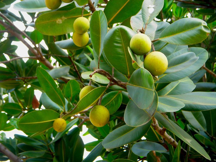 ML-1283-beach-touriga-3.png Alexandrian laurel balltree, beach touriga, Borneo - mahogany,
Indian doomba oiltree, Indian - laurel, laurelwood, red poon,
satin touriga, and tacamahac - Online Shopping for sale - Image 1