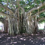 Buy Ficus benghalensis - Magha, magaram, banyan tree, aala maram, 
ஆலமரம், Barh, बढ़ -  Live plant online shopping 
for sale