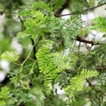 Buy Khejri Tree, shami tree, acacia ferruginea - live plant 
online shopping for sale