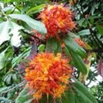 Buy Saraca asoca-  Purva phalguni, Sita Ashok, Sorrowless tree, 
அசோகமரம், sitha asoka - live plant online 
shopping for sale
