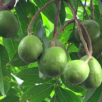 Buy Wild Mango - Live Plant Online Shopping for Sale