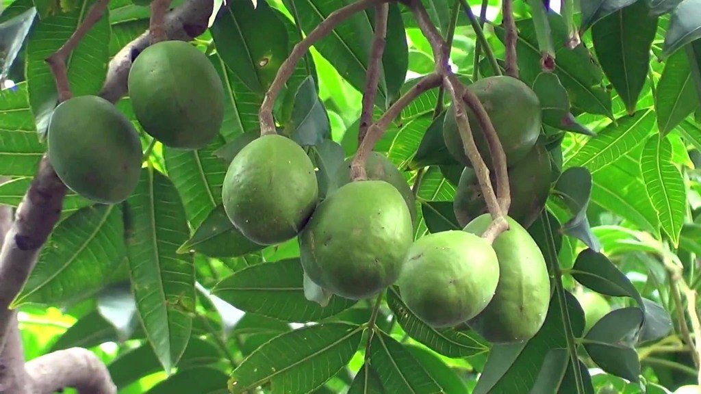 ML-1287-wild-mango-live-plant-3.png Buy Wild Mango - Live Plant Online Shopping for Sale - Image 1