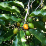 Buy Spanish cherry, Elengi, Maulsari, Bakul - Live Plant Online 
Shopping for Sale