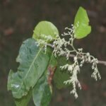 Buy Sal, ven Kungiliam, Vellai Sambrani, வெள்ளை 
சாம்பிராணி, shorea talura - Live plant online 
shopping for Sale