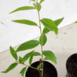 Buy Indian willow, vanchi, salix tetrasperma, vanji, 
வஞ்சி, nirvanji, niranji, nirunchi, बेद 
लैला, bed - laila - Live plant online shopping for sale