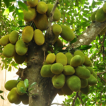 Buy native Jackfruit, nattu palapazham - live plant online 
shopping for sale