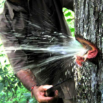 Buy karumaruthu, water storage tree - Online Shopping for Sale