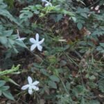 Buy Jasminum grandiflorum - hasta, astham, Spanish Jasmine, 
Common Jasmine, Catalonian Jasmine, Chameli, Jaathi, Mallige, 
Jaaji malli, Manmadhabaanam, Jaaji, Malati, Malathipushpam, 
Pichakam, Pichakamulla - Live plant online shopping for sale