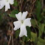 Buy Thunbergia laevis, thunbergia fragrans - Live plant online 
shopping for sale