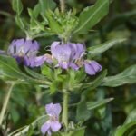 Buy Hygrophylla schulli, Hygrophylla auriculata, Marsh barbel, 
நீர்முள்ளி, neermulli,  क्षुर, 
kshura - Live plant online shopping for sale