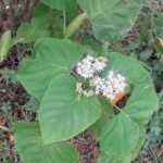 Buy Clerodendrum colobrookianum, clerodendrum glandulosam, 
nephaphu - Live plant online shopping for sale