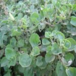 Buy Plectranthus canninus - Live Plant Online Shopping for Sale