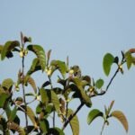 Buy Artocarpus lakoocha, artocarpus lacucha, monkey jack, 
लकुच, Lakuch, kurangu palaa - Live plant online shopping 
for sale