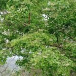 Buy Dalbergia sissoo - Thiruvathirai, aardra, Indian rosewood, 
shisham - Live plant online shopping for sale