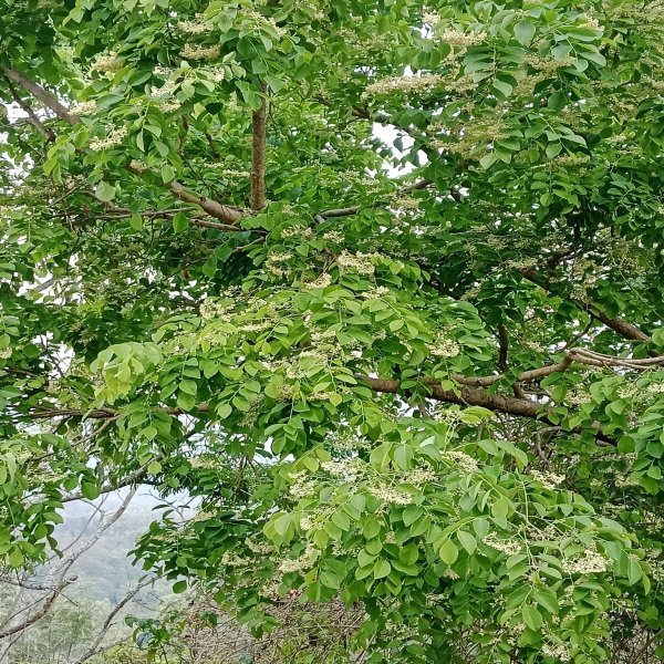 ML-1454-aardra-2.jpg Buy Dalbergia sissoo - Thiruvathirai, aardra, Indian rosewood,
shisham - Live plant online shopping for sale - Image 1