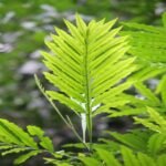 Buy Filicium decepiens, fern tree, ningal, valmuricha, neeroli, 
kaadu hoovarasi - Live Plant Online shopping for sale