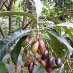 Buy Holigarna arnottianam, karuncherang kottai, kadu cheru, black 
varnish tree - Online Shopping for sale