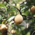 Buy Myristica fragrans, jathikai, nutmeg - Live plant online 
shopping for sale