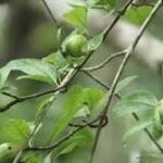 Buy Randia brandisii, Randia tomentosa, Catunaregam spinosa, 
peum, mathukkarai - Live plant online shopping for sale