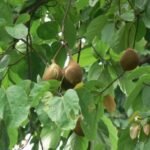 Buy Sterculia alata, Pterygota alata, Kodaittondi, Anaittondi, 
Anathondi, Kavalam, Kudatthanni, Pothondi, 
கொடைத்தோண்டி - Live plant online shopping 
for sale