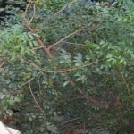Swietenia mahagony small - Live Plant online shopping for Sale