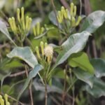 Syzygium aromaticum, clove, krambu - Live Plant online Shopping 
for sale