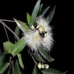 Syzygium jambos, Rose apple, perunaval, गुलाब 
जामुन, Gulab jamun, eugenia jambos - Live Plant Online 
Shopping for Sale
