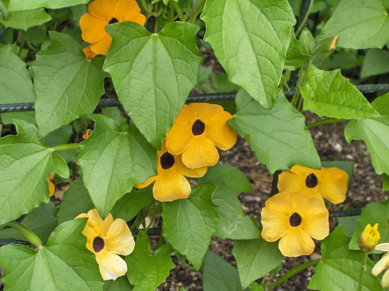 ML-1499-thunbergia-2.jpeg Buy Thunbergia alata, thunbergia, sivappu indhrapushpam, Raktha
pushp - Live plant online shopping for sale - Image 1