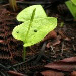 Buy ophioglossum reticulatum, netted adder's tongue - Live plant 
online shopping for sale