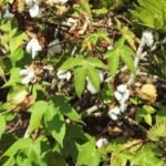 Buy mexican cotton, gossypium hirsutum, कार्पास, 
karpas, कार्पासी, karpasi, பருத்தி 
parutti, चित्रदण्डकः chitradandakah - 
Herbal live plant online shopping for sale