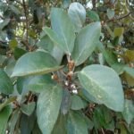 Buy ficus mollis, kalatthi, கல் அத்தி - Live 
plant online shopping for sale